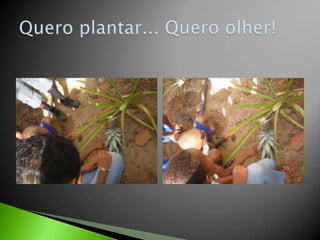Quero plantar... Quero olher!