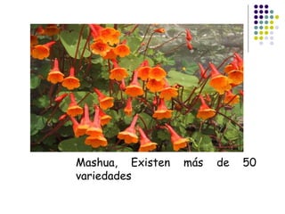 Mashua, Existen más de 50
variedades
 
