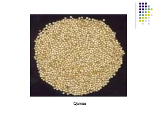 Quinua
 