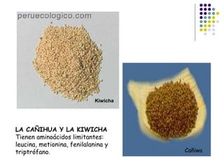 Cañiwa
Kiwicha
LA CAÑIHUA Y LA KIWICHA
Tienen aminoácidos limitantes:
leucina, metionina, fenilalanina y
triptrófano.
 