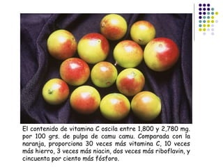El contenido de vitamina C oscila entre 1,800 y 2,780 mg.
por 100 grs. de pulpa de camu camu. Comparada con la
naranja, proporciona 30 veces más vitamina C, 10 veces
más hierro, 3 veces más niacin, dos veces más riboflavin, y
cincuenta por ciento más fósforo.
 