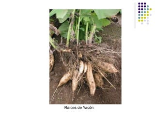 Raíces de Yacón
 