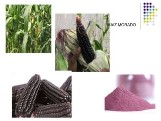MAIZ MORADO
 