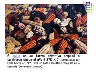 El maíz en su forma primitiva empezó a
cultivarse desde el año 6,275 A.C. (Comprobado por
Earle Smith Jr., N.Y. 1980, en base a muestras recogidas en la
cueva de "Guitarrero", Ancash)
 