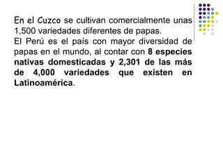 En el Cuzco se cultivan comercialmente unas
1,500 variedades diferentes de papas.
El Perú es el país con mayor diversidad de
papas en el mundo, al contar con 8 especies
nativas domesticadas y 2,301 de las más
de 4,000 variedades que existen en
Latinoamérica.
 
