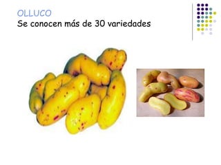 OLLUCO
Se conocen más de 30 variedades
 