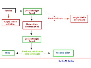 Toxinas Destoxificação
Fase I
Metabolitos
intermediários
Destoxificação
Fase II
Produtos resultantes
para eliminação
Rins Vesícula biliar
Radicais livres Acção tóxica
secundária
Acção tóxica
primária
Eunice M. Santos
 