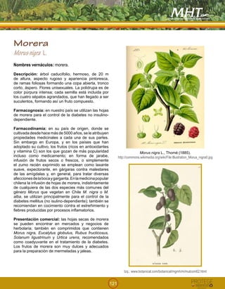 121
Morera
Morusnigra L.
Nombres vernáculos: morera.
Descripción: árbol caducifolio, hermoso, de 20 m
de altura, aspecto rugoso y apariencia pintoresca,
de ramas foliosas formando una copa abierta, tronco
corto, áspero. Flores unisexuales. La polidrupa es de
color púrpura intensa; cada semilla está incluida por
los cuatro sépalos agrandados, que han llegado a ser
suculentos, formando así un fruto compuesto.
Farmacognosia: en nuestro país se utilizan las hojas
de morera para el control de la diabetes no insulino-
dependiente.
Farmacodinamia: en su país de origen, donde se
cultivada desde hace más de 5000 años, se le atribuyen
propiedades medicinales a cada una de sus partes.
Sin embargo en Europa, y en los países que han
adoptado su cultivo, los frutos (ricos en antioxidantes
y vitamina C) son los que gozan de más popularidad
incluso como medicamento; en forma de jarabe,
infusión de frutos secos o frescos, o simplemente
el zumo recién exprimido se emplean como laxante
suave, expectorante, en gárgaras contra malestares
de las amígdalas y, en general, para tratar diversas
afeccionesdelabocaygarganta.Enlamedicinapopular
chilena la infusión de hojas de morera, indistintamente
de cualquiera de las dos especies más comunes del
género Morus que vegetan en Chile M. nigra o M.
alba, se utilizan principalmente para el control de la
diabetes mellitus (no isulino-dependiente); también se
recomiendan en cocimiento contra el estreñimiento y
fiebres producidas por procesos inflamatorios.
Presentación comercial: las hojas secas de morera
se pueden encontrar en mercados y negocios de
herbolaria; también en comprimidos que contienen
Morus nigra, Eucalytus globulus, Rubus fructicosus,
Solanum ligustrinum y Urtica urens, recomendados
como coadyuvante en el tratamiento de la diabetes.
Los frutos de morera son muy dulces y adecuados
para la preparación de mermeladas y jaleas.
Morus nigra L., Thomé (1885).
http://commons.wikimedia.org/wiki/File:Illustration_Morus_nigra0.jpg
!
Izq.: www.botanical.com/botanical/mgmh/m/mulcom62.html
 