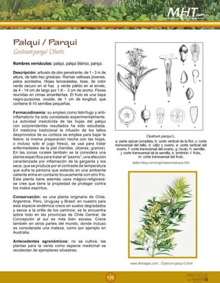 139
Palqui / Parqui
Cestrumparqui L’Herit
Nombres vernáculos: palqui, palqui blanco, parqui.
Descripción: arbusto de olor penetrante, de 1 - 3 m de
altura, de tallo liso grisáceo. Ramas vellosas jóvenes,
pelos acintados. Hojas lanceoladas, lisas, de color
verde oscuro en el haz y verde pálido en el envés,
de 4 - 14 cm de largo por 1,6 - 3 cm de ancho. Flores
reunidas en cimas amarillentas. El fruto es una baya
negro-purpúrea, ovoide, de 1 cm de longitud, que
contiene 8-10 semillas pequeñas.
Farmacodinamia: su empleo como febrífugo y anti-
inflamatorio ha sido constatado experimentalmente.
La actividad insecticida de las hojas del palqui
con sorprendentes resultados ha sido estudiada.
En medicina tradicional la infusión de los tallos
desprovistos de su corteza se emplea para bajar la
fiebre; la misma preparación hecha con las hojas,
o incluso solo el jugo fresco, se usa para tratar
enfermedades de la piel (heridas, úlceras, granos).
En las zonas rurales también se la considera una
planta específica para tratar el “pasmo”, una afección
caracterizada por inflamación de la garganta y tos
seca, que se produce por el contraste de temperatura
que sufre la persona que estando en una ambiente
caliente entra en contacto bruscamente con otro frío.
Esta planta tiene además usos mágico-religiosos:
se cree que tiene la propiedad de proteger contra
los malos espíritus.
Conservación: es una planta originaria de Chile,
Argentina, Perú, Uruguay y Brasil; en nuestro país
esta especie endémica crece en suelos degradados
y secos a la orilla de los caminos; se le encuentra
sobre todo en las provincias de Chile Central; de
Concepción al sur es más bien escasa. Crece
también en otros partes del mundo, donde incluso
es considerada una maleza, como por ejemplo en
Australia.
Antecedentes agronómicos: no se cultiva; las
plantas para la venta como especie medicinal se
recolectan de ejemplares silvestres.
Cestrum parqui L.
a: parte apical completa, b: corte vertical de la flor, c: corte
transversal del tallo, d: cáliz y ovario, e: corte vertical del
ovario, f: corte transversal del ovario, g: óvulo, h: semilla,
j: corte transversal de la semilla, k: embrión. l: fruto,
m: corte transversal del fruto.
delta-intkey.com/angio/www/solanace.htm
www.dkimages.com/.../Cestrum-parqui-2.html
!
!
 