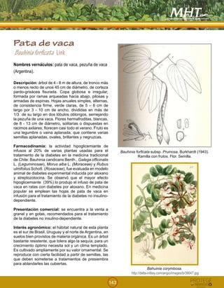 143
Pata de vaca
Bauhiniaforficata Link
Nombres vernáculos: pata de vaca, pezuña de vaca
(Argentina).
Descripción: árbol de 4 - 8 m de altura, de tronco más
o menos recto de unos 45 cm de diámetro, de corteza
pardo-grisácea fisurada. Copa globosa e irregular,
formada por ramas arqueadas hacia abajo, pilosas y
armadas de espinas. Hojas anuales simples, alternas,
de consistencia firme, verde claras, de 5 – 6 cm de
largo por 3 - 10 cm de ancho, divididas en más de
1/3 de su largo en dos lóbulos oblongos, semejando
la pezuña de una vaca. Flores hermafroditas, blancas,
de 8 - 13 cm de diámetro, solitarias o dispuestas en
racimos axilares; florecen casi todo el verano. Fruto es
una legumbre o vaina aplanada, que contiene varias
semillas aplanadas, ovales, brillantes y negruzcas.
Farmacodinamia: la actividad hipoglicemiante de
infusos al 20% de varias plantas usadas para el
tratamiento de la diabetes en la medicina tradicional
de Chile: Bauhinia candicans Benth., Galega officinalis
L. (Leguminosae), Morus alba L. (Moraceae) y Rubus
ulmifolius Schott. (Rosaceae), fue evaluada en modelo
animal de diabetes experimental inducida por aloxano
y streptozotocina. Se observó que el mayor efecto
hipoglicemiante (39%) lo produjo el infuso de pata de
vaca en ratas con diabetes por aloxano. En medicina
popular se emplean las hojas de pata de vaca en
infusión para el tratamiento de la diabetes no insulino-
dependiente.
Presentación comercial: se encuentra a la venta a
granel y en gotas, recomendados para el tratamiento
de la diabetes no insulino-dependiente.
Interés agronómico: el hábitat natural de esta planta
es el sur de Brasil, Uruguay y el norte de Argentina, en
suelos bien provistos de materia orgánica. Es un árbol
bastante resistente, que tolera algo la sequía; para un
crecimiento óptimo necesita sol y un clima templado.
Es cultivado ampliamente por su valor ornamental. Se
reproduce con cierta facilidad a partir de semillas, las
que deben someterse a tratamientos de presiembra
para ablandarles las cubiertas.
Bauhinia forficata subsp. Pruinosa, Burkhardt (1943).
Ramilla con frutos. Flor. Semilla.
!
!
Bahuinia corymbosa.
http://delta-intkey.com/angio/images/br39047.jpg
 