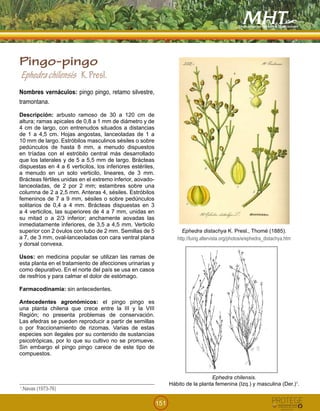 151
Pingo-pingo
Ephedrachilensis K.Presl.
Nombres vernáculos: pingo pingo, retamo silvestre,
tramontana.
Descripción: arbusto ramoso de 30 a 120 cm de
altura; ramas apicales de 0,8 a 1 mm de diámetro y de
4 cm de largo, con entrenudos situados a distancias
de 1 a 4,5 cm. Hojas angostas, lanceoladas de 1 a
10 mm de largo. Estróbilos masculinos sésiles o sobre
pedúnculos de hasta 8 mm, a menudo dispuestos
en tríadas con el estróbilo central más desarrollado
que los laterales y de 5 a 5,5 mm de largo. Brácteas
dispuestas en 4 a 6 verticilos, los inferiores estériles,
a menudo en un solo verticilo, lineares, de 3 mm.
Brácteas fértiles unidas en el extremo inferior, aovado-
lanceoladas, de 2 por 2 mm; estambres sobre una
columna de 2 a 2,5 mm. Anteras 4, sésiles. Estróbilos
femeninos de 7 a 9 mm, sésiles o sobre pedúnculos
solitarios de 0,4 a 4 mm. Brácteas dispuestas en 3
a 4 verticilos, las superiores de 4 a 7 mm, unidas en
su mitad o a 2/3 inferior; anchamente aovadas las
inmediatamente inferiores, de 3,5 a 4,5 mm. Verticilo
superior con 2 óvulos con tubo de 2 mm. Semillas de 5
a 7, de 3 mm, oval-lanceoladas con cara ventral plana
y dorsal convexa.
Usos: en medicina popular se utilizan las ramas de
esta planta en el tratamiento de afecciones urinarias y
como depurativo. En el norte del país se usa en casos
de resfríos y para calmar el dolor de estómago.
Farmacodinamia: sin antecedentes.
Antecedentes agronómicos: el pingo pingo es
una planta chilena que crece entre la III y la VIII
Región; no presenta problemas de conservación.
Las efedras se pueden reproducir a partir de semillas
o por fraccionamiento de rizomas. Varias de estas
especies son ilegales por su contenido de sustancias
psicotrópicas, por lo que su cultivo no se promueve.
Sin embargo el pingo pingo carece de este tipo de
compuestos.
!
Ephedra distachya K. Presl., Thomé (1885).
http://luirig.altervista.org/photos/e/ephedra_distachya.htm
!Ephedra chilensis.
Hábito de la planta femenina (Izq.) y masculina (Der.)1
.
1
.Navas (1973-76)
 