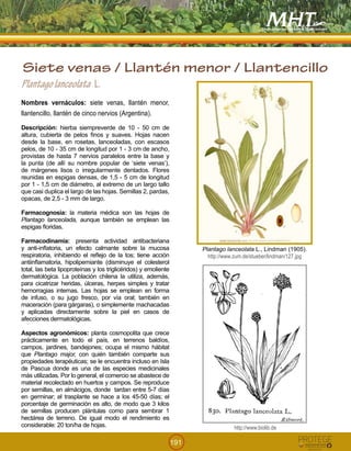 191
Plantagolanceolata L.
Nombres vernáculos: siete venas, llantén menor,
llantencillo, llantén de cinco nervios (Argentina).
Descripción: hierba siempreverde de 10 - 50 cm de
altura, cubierta de pelos finos y suaves. Hojas nacen
desde la base, en rosetas, lanceoladas, con escasos
pelos, de 10 - 35 cm de longitud por 1 - 3 cm de ancho,
provistas de hasta 7 nervios paralelos entre la base y
la punta (de allí su nombre popular de ‘siete venas’),
de márgenes lisos o irregularmente dentados. Flores
reunidas en espigas densas, de 1,5 - 5 cm de longitud
por 1 - 1,5 cm de diámetro, al extremo de un largo tallo
que casi duplica el largo de las hojas. Semillas 2, pardas,
opacas, de 2,5 - 3 mm de largo.
Farmacognosia: la materia médica son las hojas de
Plantago lanceolada, aunque también se emplean las
espigas floridas.
Farmacodinamia: presenta actividad antibacteriana
y anti-inflatoria, un efecto calmante sobre la mucosa
respiratoria, inhibiendo el reflejo de la tos; tiene acción
antiinflamatoria, hipolipemiante (disminuye el colesterol
total, las beta lipoproteínas y los triglicéridos) y emoliente
dermatológica. La población chilena la utiliza, además,
para cicatrizar heridas, úlceras, herpes simples y tratar
hemorragias internas. Las hojas se emplean en forma
de infuso, o su jugo fresco, por vía oral; también en
maceración (para gárgaras), o simplemente machacadas
y aplicadas directamente sobre la piel en casos de
afecciones dermatológicas.
Aspectos agronómicos: planta cosmopolita que crece
prácticamente en todo el país, en terrenos baldíos,
campos, jardines, bandejones; ocupa el mismo hábitat
que Plantago major, con quién también comparte sus
propiedades terapéuticas; se le encuentra incluso en Isla
de Pascua donde es una de las especies medicinales
más utilizadas. Por lo general, el comercio se abastece de
material recolectado en huertos y campos. Se reproduce
por semillas, en almácigos, donde tardan entre 5-7 días
en germinar; el trasplante se hace a los 45-50 días; el
porcentaje de germinación es alto, de modo que 3 kilos
de semillas producen plántulas como para sembrar 1
hectárea de terreno. De igual modo el rendimiento es
considerable: 20 ton/ha de hojas.
Siete venas / Llantén menor / Llantencillo
!
Plantago lanceolata L., Lindman (1905).
http://www.zum.de/stueber/lindman/127.jpg
http://www.biolib.de
!
 