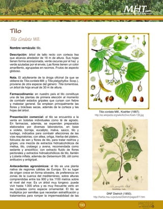 193
!
Tilo
Tilia Cordata Mill.
Nombre vernáculo: tilo.
Descripción: árbol de tallo recto con corteza lisa
que alcanza alrededor de 18 m de altura. Sus hojas
tienen forma acorazonada, verde oscuras por el haz y
verde azuladas por el envés. Las flores tienen un color
amarillento, agrupadas en racimos. Frutos de aspecto
globoso.
Nota. El adulterante de la droga oficinal (la que se
obtiene de Tilia cordata Mill. y Tilia platyphyllos Scop.),
proviene de otra especie del género: Tilia tomentosa,
un árbol de hoja anual de 30 m de altura.
Farmacodinamia: en nuestro país el tilo constituye
una de las plantas de primera elección al momento
de combatir estados gripales que cursan con fiebre
y malestar general. Se emplean principalmente las
flores y brácteas secas, además de la corteza y las
hojas del árbol.
Presentación comercial: el tilo se encuentra a la
venta en bolsitas individuales como té de agrado.
En farmacias, además, se expenden preparados
elaborados por diversas laboratorios, en base
a violeta, borraja, eucalipto, malva, saúco, tilo y
tusílago, indicados para combatir afecciones de las
vías respiratorias; con altea, ortiga, hierba del platero,
folículos de sen y flores de tilo, para tratar resfríos y
gripes; una mezcla de extractos hidroalcohólicos de
melisa, tilo, crataego y avena, recomendada como
sedante y ansiolítico; con extracto fluido de flores
pectorales y extractos hidroalcohólicos de tilo, llantén
y Lobelia inflata, además de Gelsemium D6, útil como
antitusivo y antigripal.
Antecedentes agronómicos: el tilo es una planta
nativa de regiones cálidas de Europa. En su lugar
de origen crece en forma silvestre, de preferencia en
zonas de la cuenca del mediterráneo, sobre alturas
comprendidas entre los 900 y los 1100 metros sobre
el nivel del mar. Es un árbol muy longevo: puede
vivir hasta 1.000 años y es muy frecuente verlo en
las ciudades como especie ornamental. El tilo se
multiplica por semillas que necesitan estratificación y
tratamientos para romper la impermeabilidad de las
!
DNF Dietrich (1850).
http://herba.msu.ru/pictures/Dietrich/pages/611.htm
Tilia cordata Mill., Koehler (1887).
http://es.wikipedia.org/wiki/Archivo:Koeh-139.jpg
 