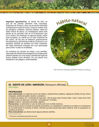 66
Hábito natural
28. DIENTE DE LEÓN / AMARGÓN (Taraxacum officinale),
raíz-hojas.
PROPIEDADES
Usos tradicionales: en trastornos de las vías biliares y padecimientos hepáticos, digestiones difíciles de tipo crónico
(dispepsia), pérdida del apetito; diurético; reumatismo.
La infusión se prepara con 1 cucharada de hojas para 1 litro de agua recién hervida: beber 1 taza 3 veces al día. Para
las raíces hacer una decocción, hirviendo 1 cucharada por 10 minutos.
Efectos: diurético1
, estimulante del apetito, digestivo.
Precauciones: no administrar en caso de obstrucción de la vía biliar (ictericia).
Estos productos tienen el carácter de auxiliares sintomáticos y no reemplazan lo indicado por el médico en el tratamiento
de una enfermedad. Al consultar al médico, infórmele que está usando esta hierba medicinal. Evite su preparación en
utensilios de aluminio.
Otros antecedentes: sus efectos tienen alguna evidencia científica.
-------------------------
1
. Promueve y aumenta la producción de orina.
Aspectos agronómicos: el diente de león es
una de las plantas silvestres más conocidas.
Originaria de Europa y Asia, se encuentra difundida
actualmente en todo el mundo. Crece en suelos ricos
en nitrógeno, praderas, terrenos baldíos, hasta los
2000 metros de altura. La investigación sobre esta
planta se ha centrado más en su erradicación que
en su cultivo. Sin embargo, en algunos países, sobre
todo europeos, se cultiva por el valor medicinal de
las raíces, de las que se elaboran preparaciones
farmacéuticas y alimenticias (café de Taraxacum, por
ejemplo); también se siembra con fines culinarios:
las hojas levemente amargas son muy apreciadas
para comer crudas en ensaladas.
Se multiplica por división de matas, o por semillas;
este segundo método de propagación se emplea para
obtener plantas con una mayor cantidad de hojas de
buena calidad como alimento. Es una planta muy
resistente a las plagas y enfermedades
http://commons.wikimedia.org/wiki/File:Taraxacum_plant.jpg
 