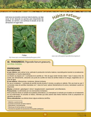 74
!
Follaje.
http://www.cepvi.com/medicina/plantas/fenogreco.shtml
www.vupt.cz/fenugreek-trigonella-foenumgraecum
Hábito natural
32. FENOGRECO (Trigonella foenum-graecum),
semillas molidas.
PROPIEDADES
Usos tradicionales:
a) uso interno: para calmar la tos; estimular la producción de leche materna; reconstituyente durante la convalecencia;
antidiabétes no insulino-dependiente.
La infusión se prepara con 1 cucharada de la semilla en 1 litro de agua recién hervida: beber 1 taza 3 veces al día. Se
puede usar directamente, colocando una punta de cuchillo de mesa de semilla molida en la lengua, tragándola con un
vaso de agua.
b) uso externo: inflamaciones, moretones, dolores lumbares.
Se usa en emplastos: 1 cucharada de semilla hervida durante 5 minutos, se aplica en caliente. Otro uso local es usar 2
cucharadas rasas de semillas mezcladas con 1 clara de huevo: aplicar directamente en la zona y reemplazar cuando se
desprende.
Efectos: emoliente1
, galactógeno2
, tónico3
, hipoglicemiante4
, expectorante5
, anti-inflamatorio.
Precauciones: no administrar por vía oral durante el embarazo.
Estos productos tienen el carácter de auxiliares sintomáticos y no reemplazan lo indicado por el médico en el tratamiento
de una enfermedad. Al consultar al médico, infórmele que está usando esta hierba medicinal. Evite su preparación en
utensilios de aluminio.
Otros antecedentes: sus efectos tienen alguna evidencia científica.
--------------------------------
1
. Ablanda o suaviza la piel.
2
. Aumenta la secreción de leche materna.
3
. Estimulante y reconstituyente.
4
. Disminuye el nivel de azúcar en la sangre.
5
. Favorece la expulsión de secreciones bronquiales patológicas
está seca se procede a arrancar toda la planta y se deja
secar al sol; después se aporrea para desprender las
semillas, se ciernen y se continúa el secado al sol. Se
almacenan en lugar seco.
 