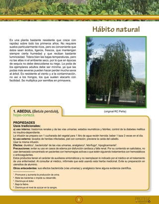 8
Es una planta bastante resistente que crece con
rapidez sobre todo los primeros años. No requiere
suelos particularmente ricos, pero es conveniente que
éstos sean ácidos, ligeros, frescos, que mantengan
siempre cierta humedad y que reciban bastante
luminosidad. Tolera bien las bajas temperaturas, pero
no las altas ni el ambiente seco, por lo que en épocas
de sequía no debe descuidarse su riego. La poda de
los ejemplares adultos debe ser mínima, ya que las
podas más severas pueden hacer perder mucha savia
al árbol. Es resistente al viento y a la contaminación,
no así a los hongos, los que suelen atacarlo con
facilidad. Se multiplica por semillas en primavera.
1. ABEDUL (Betula pendula),
hojas-corteza.
PROPIEDADES
Usos tradicionales:
a) uso interno: trastornos renales y de las vías urinarias; estados reumáticos y febriles; control de la diabetes mellitus
no insulino-dependiente.
La infusión se prepara con 1 cucharada del vegetal para 1 litro de agua recién hervida: beber 1 taza 3 veces en el día.
b) uso externo: lavados de heridas infectadas, piel con comezón; previene la caída del cabello.
Usar la misma infusión.
Efectos: diurético1
, bactericida2
de las vías urinarias, analgésico3
, febrífugo4
, hipoglicemiante5
.
Precauciones: evitar su uso en casos de edema por disfunción cardiaca y falla renal. Por su contenido en salicilatos, no
usar demasiado concentrado en pacientes con hemorragias activas o que estén siguiendo tratamientos con hemostáticos
o anticoagulantes.
Estos productos tienen el carácter de auxiliares sintomáticos y no reemplazan lo indicado por el médico en el tratamiento
de una enfermedad. Al consultar al médico, infórmele que está usando esta hierba medicinal. Evite su preparación en
utensilios de aluminio.
Otros antecedentes: sus efectos bactericida (vías urinarias) y analgésico tiene alguna evidencia científica.
-----------------------------
1
. Promueve y aumenta la producción de orina.
2
. Mata las bacterias o impide su desarrollo.
3
. Disminuye el dolor.
4
. Baja la fiebre.
5
. Disminuye el nivel de azúcar en la sangre.
Hábito natural
(original RC Peña)
 