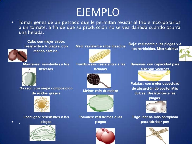 definicion de alimentos transgenicos alimentos transgenicos definicion de alimentos transgenicos alimentos transgenicos