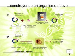 10CARMEN LOPEZ MARTINEZ
C.
D.
...construyendo un organismo nuevo
 