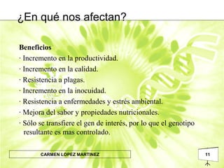 11CARMEN LOPEZ MARTINEZ
¿En qué nos afectan?
Beneficios
· Incremento en la productividad.
· Incremento en la calidad.
· Resistencia a plagas.
· Incremento en la inocuidad.
· Resistencia a enfermedades y estrés ambiental.
· Mejora del sabor y propiedades nutricionales.
· Sólo se transfiere el gen de interés, por lo que el genotipo
resultante es mas controlado.
 