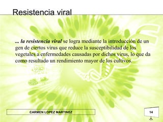 14CARMEN LOPEZ MARTINEZ
... la resistencia viral se logra mediante la introducción de un
gen de ciertos virus que reduce la susceptibilidad de los
vegetales a enfermedades causadas por dichos virus, lo que da
como resultado un rendimiento mayor de los cultivos.
Resistencia viral
 