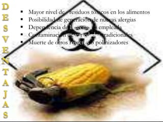  Mayor nivel de residuos tóxicos en los alimentos
 Posibilidad de generación de nuevas alergias
 Dependencia de la técnica empleada
 Contaminación de variedades tradicionales
 Muerte de otros insectos o polinizadores
 