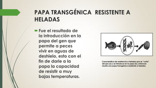 PAPA TRANSGÉNICA RESISTENTE A
HELADAS
Fue el resultado de
la introducción en la
papa del gen que
permite a peces
vivir en aguas de
deshielo, esto con el
fin de darle a la
papa la capacidad
de resistir a muy
bajas temperaturas.
Característica de resistencia a heladas que se “corta”
del pez (a) y se introduce en la papa (b), entonces
resulta una papa transgénica resistente a heladas.
 
