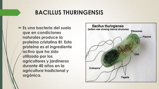 BACILLUS THURINGENSIS
 Es una bacteria del suelo
que en condiciones
naturales produce la
proteína cristalina Bt. Esta
proteína es el ingrediente
activo que ha sido
utilizado por los
agricultores y jardineros
durante 40 años en la
agricultura tradicional y
orgánica.
 