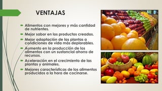 VENTAJAS
 Alimentos con mejores y más cantidad
de nutrientes.
 Mejor sabor en los productos creados.
 Mejor adaptación de las plantas a
condiciones de vida más deplorables.
 Aumento en la producción de los
alimentos con un sustancial ahorro de
recursos.
 Aceleración en el crecimiento de las
plantas y animales.
 Mejores características de los alimentos
producidos a la hora de cocinarse.
 