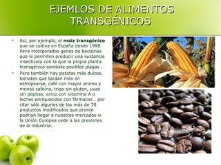 EJEMLOS DE ALIMENTOS TRANSGÉNICOS Así, por ejemplo, el  maíz transgénico  que se cultiva en España desde 1998  lleva incorporados genes de bacterias que le permiten producir una sustancia insecticida con la que la propia planta transgénica combate posibles plagas . Pero también hay patatas más dulces, tomates que tardan más en estropearse, café con mayor aroma y menos cafeína, trigo sin gluten, uvas sin pepitas, arroz con vitamina A o leches enriquecidas con fármacos… por citar sólo algunos de los más de 70 productos modificados que pronto podrían llegar a nuestros mercados si la Unión Europea cede a las presiones de la industria.  