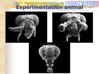 Experimentación animal
 
