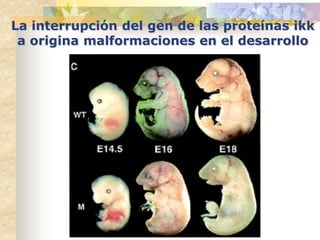La interrupción del gen de las proteínas ikk
 a origina malformaciones en el desarrollo
 