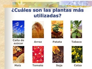 ¿Cuáles son las plantas más
        utilizadas?




Caña de
          Arroz    Patata   Tabaco
 azúcar




 Maíz     Tomate     Soja    Colza
 