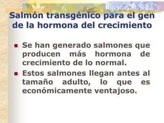 Salmón transgénico para el gen
de la hormona del crecimiento

   Se han generado salmones que
    producen más hormona de
    crecimiento de lo normal.
   Estos salmones llegan antes al
    tamaño adulto, lo que es
    económicamente ventajoso.
 