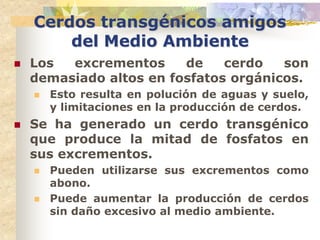 Cerdos transgénicos amigos
        del Medio Ambiente
   Los  excrementos     de    cerdo   son
    demasiado altos en fosfatos orgánicos.
       Esto resulta en polución de aguas y suelo,
        y limitaciones en la producción de cerdos.
   Se ha generado un cerdo transgénico
    que produce la mitad de fosfatos en
    sus excrementos.
       Pueden utilizarse sus excrementos como
        abono.
       Puede aumentar la producción de cerdos
        sin daño excesivo al medio ambiente.
 