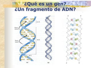 ¿Qué es un gen?
¿Un fragmento de ADN?
 