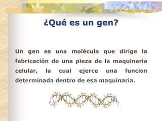 ¿Qué es un gen?


Un gen es una molécula que dirige la
fabricación de una pieza de la maquinaria
celular,   la   cual   ejerce   una   función
determinada dentro de esa maquinaria.
 