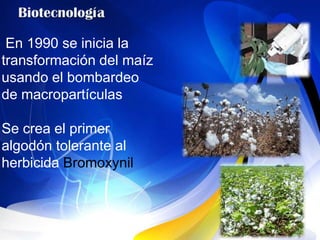 En 1990 se inicia la
transformación del maíz
usando el bombardeo
de macropartículas

Se crea el primer
algodón tolerante al
herbicida Bromoxynil
 