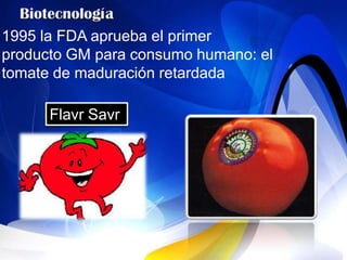 1995 la FDA aprueba el primer
producto GM para consumo humano: el
tomate de maduración retardada

      Flavr Savr
 