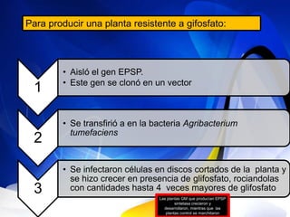 Para producir una planta resistente a gifosfato:



        • Aisló el gen EPSP.
        • Este gen se clonó en un vector
 1

        • Se transfirió a en la bacteria Agribacterium
          tumefaciens
 2
        • Se infectaron células en discos cortados de la planta y
          se hizo crecer en presencia de glifosfato, rociandolas
 3        con cantidades hasta 4 veces mayores de glifosfato
                                 Las plantas GM que producían EPSP
                                         sintetasa crecieron y
                                   desarrollaron, mientras que las
                                    plantas control se marchitaron
 