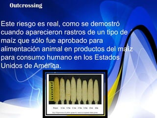 Este riesgo es real, como se demostró
cuando aparecieron rastros de un tipo de
maíz que sólo fue aprobado para
alimentación animal en productos del maíz
para consumo humano en los Estados
Unidos de América.
 