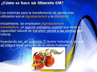 Los sistemas para la transferencia de genes más
utilizados son el Agrobacterium y la Biolística.

Inicialmente, se emplearon Agrobacterium
tumefaciens, un agente patógeno vegetal que tiene la
capacidad natural de transferir genes a las plantas que
infecta.

Inyectando así, su plásmido Ti (tumor induction), el cual
se integra en el genoma de la célula huésped.
 