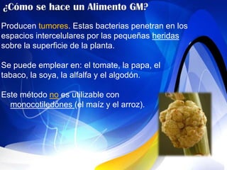 Producen tumores. Estas bacterias penetran en los
espacios intercelulares por las pequeñas heridas
sobre la superficie de la planta.

Se puede emplear en: el tomate, la papa, el
tabaco, la soya, la alfalfa y el algodón.

Este método no es utilizable con
  monocotiledónes (el maíz y el arroz).
 