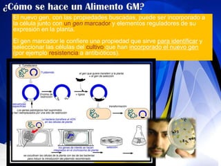 El nuevo gen, con las propiedades buscadas, puede ser incorporado a
la célula junto con un gen marcador y elementos reguladores de su
expresión en la planta.
El gen marcador le confiere una propiedad que sirve para identificar y
seleccionar las células del cultivo que han incorporado el nuevo gen
(por ejemplo resistencia a antibióticos).
 