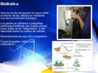 Otra forma de transportar el nuevo ADN
al interior de las células es mediante
una técnica llamada biolística.
Los genes se adhieren a pequeñas
partículas metálicas, las cuales actúan
como balas al ser “disparadas” a alta
velocidad sobre un cultivo de células.
Generalmente se usa: oro y tungsteno.
Y para lanzarlos: helio o aire
comprimido
 