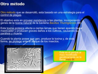 Otro método que se desarrolló, esta basado en una estrategia para el
control de plagas.
El objetivo esta en proveer resistencia a las plantas, incorporando
genes de la toxina natural de la bacteria Bacillus Thuringiensis (Bt).
Esta toxina proteica afecta a ciertas larvas que tienen aparato bucal
masticador y producen graves daños a los cultivos, causando su
parálisis y muerte.
Cuando la planta posee ese gen, produce la toxina y, de esta
forma, se protege ante el ataque de los insectos.


                                                  Este es el porqué al
                                                  maíz modificado
                                                  genéticamente se le
                                                  llama maíz Bt.
 