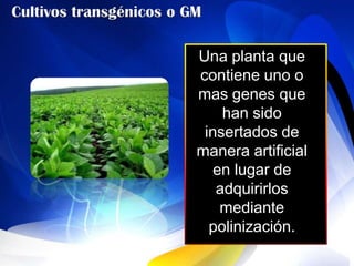 Una planta que
contiene uno o
mas genes que
    han sido
 insertados de
manera artificial
   en lugar de
   adquirirlos
    mediante
  polinización.
 