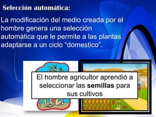 La modificación del medio creada por el
hombre genera una selección
automática que le permite a las plantas
adaptarse a un ciclo “domestico”.



           El hombre agricultor aprendió a
            seleccionar las semillas para
                     sus cultivos
 