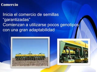 Inicia el comercio de semillas
“garantizadas”
Comienzan a utilizarse pocos genotipos
con una gran adaptabilidad
 