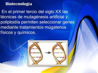 En el primer tercio del siglo XX las
técnicas de mutagénesis artificial y
poliploidía permiten seleccionar genes
mediante tratamientos múgatenos
físicos y químicos.
 