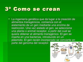 3º Como se crean
 La ingeniería genética que da lugar a la creación de
  alimentos transgénicos, comienza con el
  aislamiento de un gen mediante una enzima de
  restricción. Una vez aislado el gen, se selecciona
  una planta o animal receptor, a partir del cual se
  quiere obtener el alimento transgénico. El gen se
  inserta en una bacterias, introducido en un
  plásmido. El gen recién incorporado se convierte en
  parte del genoma del receptor.
 